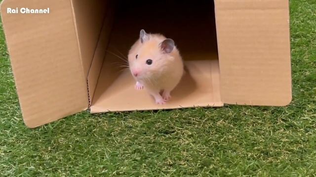 巨大段ボールトンネルのハムスターの反応は【行動検証】ゴールデンハムスターキンクマ