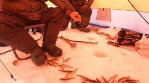 Камчатка. Отлично половили корюшку в посёлке Октябрьский.