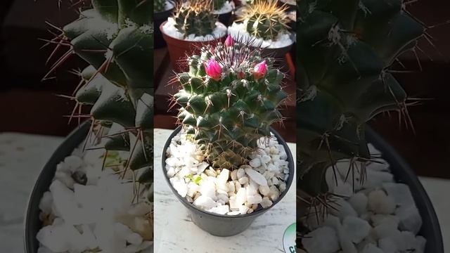 Mammillaria polythele смотреть онлайн