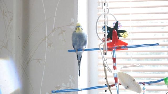 Волнистый попугай говорящий! Яша