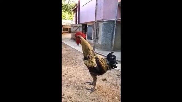 петух орёт смотреть онлайн