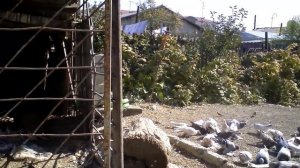 Бойные голуби КАЗАХСТАНА.  Начало гона 03 .10 .2020.