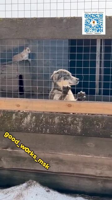 Друзья, Вы все знаете, что недавно в Приюте был пожар!🔥 Но и другие проблемы к сожалению остались!