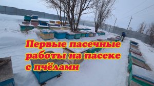 ПЕРВЫЕ ПАСЕЧНЫЕ РАБОТЫ НА ПАСЕКЕ ПОСЛЕ ВЫСТАВКИ ПЧЁЛ.