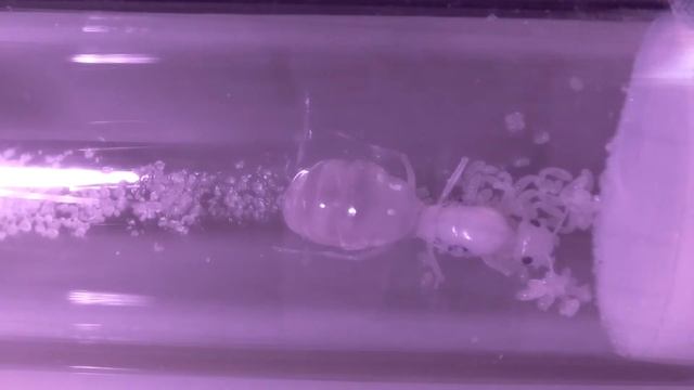 COCDESHIJIE-Myrmecocystus mexicanus live stream 24/7