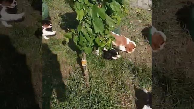 Щенки кавалер кинг чарльз спаниель видео смотреть онлайн