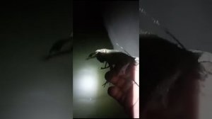 рыбалка ловля раков в реке Кубань