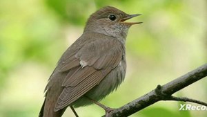 соловей, фиксай Feat-SOLOWEY