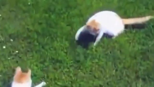 Прикольные коты и кошки 2016 смотреть онлайн