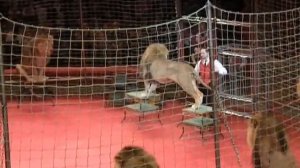 6-е января, 2013. СПб Цирк. Львы Владислава Гончарова.