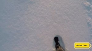 Мужчина Впустил В Свой Дом Замерзающую Медведицу С Медвежатами — Затем Произошло Немыслимое!