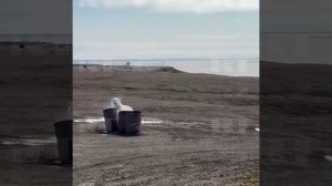 Прогнала белого мишку