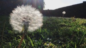 Одуванчик стихотворение