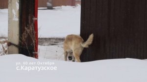 ﻿Когда собаки ﻿становятся угрозой.