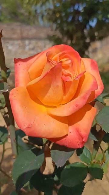 E Ros Rose  baghwanbagichareengus trending rose flowers rosé rosegarden rajasthan jaipur