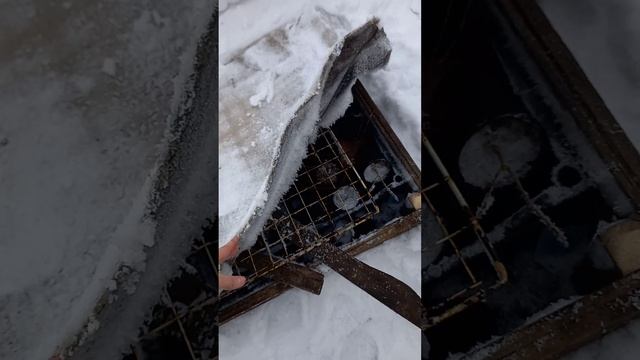 Сегодня достаю метельчатые гортензии.
