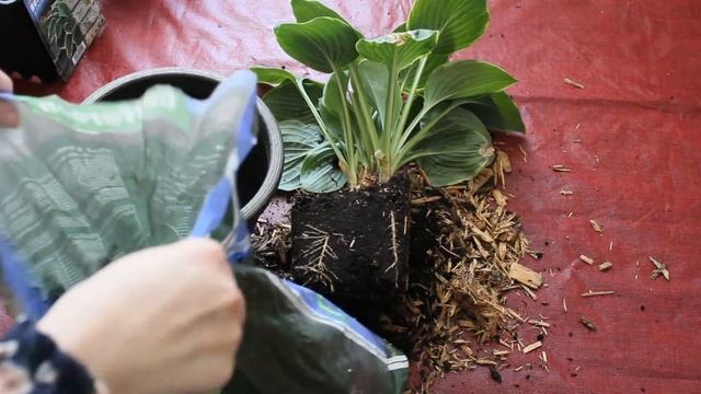 How To Repot Plants - The 3 Minutes guide  -  Part 1 смотреть онлайн