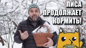 Лиса продолжает кормить! Сублиматами