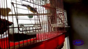 КАНАРЕЙКА БО ОВОЗИ ШИРИН МЕХОНА БИНЕНДА  m2t0