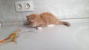 Констанс Барадж