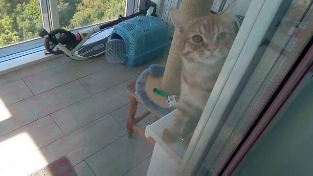 Семга просится домой) смотреть онлайн