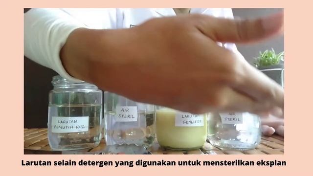 TAHAPAN KULTUR JARINGAN TUMBUHAN SEDERHANA смотреть онлайн