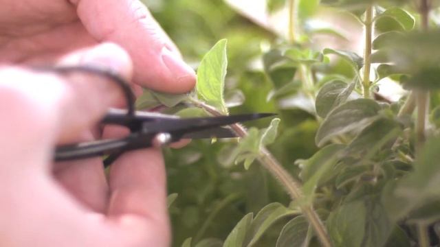 How to Organize an Al Fresco Pasta Party, with Jeffrey Moss | Pottery Barn смотреть онлайн