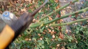 Осенние работы в саду, подготавливаю плетистую розу к зиме.