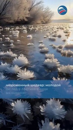 Замороженный шедевр: молодой морской лед в Арктике в виде ледяных «цветов» #shorts