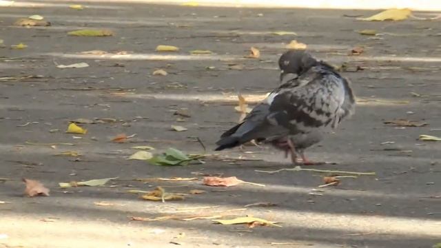 Осенний Тихвин смотреть онлайн