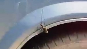 Ужасный жук - усач