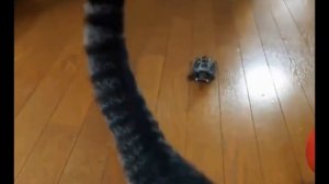 Кот и безумная  черепаха на колесиках