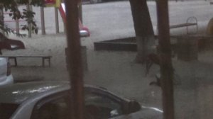 2 августа 2024 года - женщина кормит собак на детской площадке