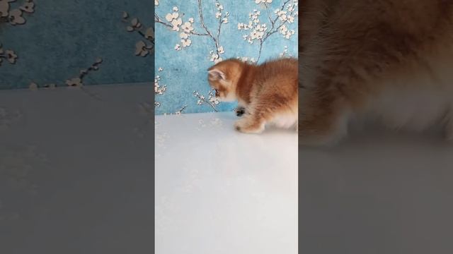 Британский короткошерстный котенок золотая шиншилла Stefania. Окрас: черный золотой затушеванный.