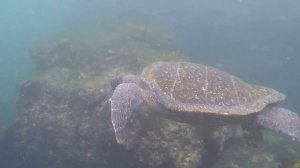 Galapagos Underwater