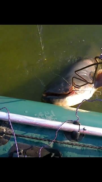 #shorts #monster, #fishing, #catfish, #сомнаквок, #рыбалка, #трофей смотреть онлайн