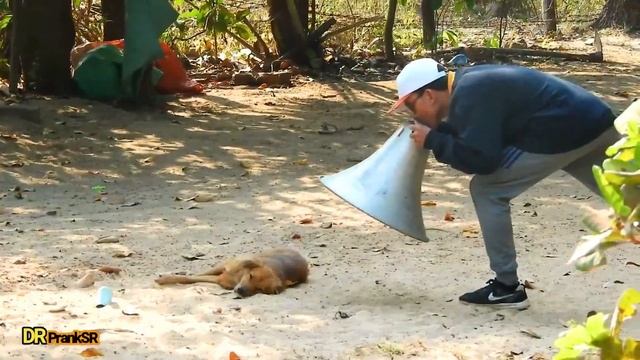 Big Horn Speaker Prank vs Sleeping Dog Chu Pa Pi Mu Na Nyo! Most Funny Prank Ever - Try Not To Laug смотреть онлайн