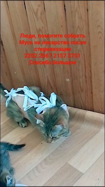 #кошки #котята #муся #стерилизация #животные #лекарства смотреть онлайн