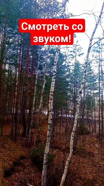 Весенний лес.Природа.Весенний пейзаж #весна2023 #природа #shorts