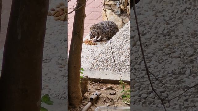 А у нас завелись ежики. 🦔 #shorts #video #love #nature #reels #funny #fun #life #happy #smile