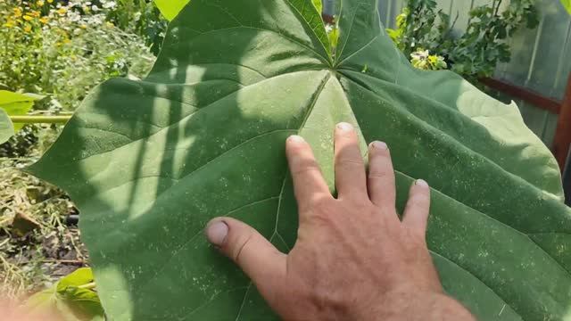 трейлер к 17 июля 2022 г. смотреть онлайн