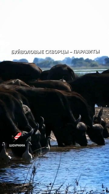 Птица-паразит питается паразитами  - интересные факты о птицах