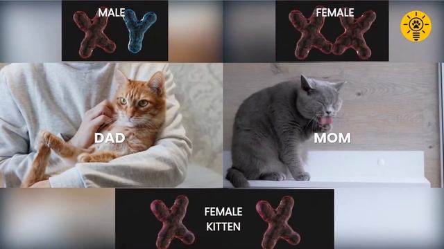 How do cats get their coat color and markings - a special смотреть онлайн