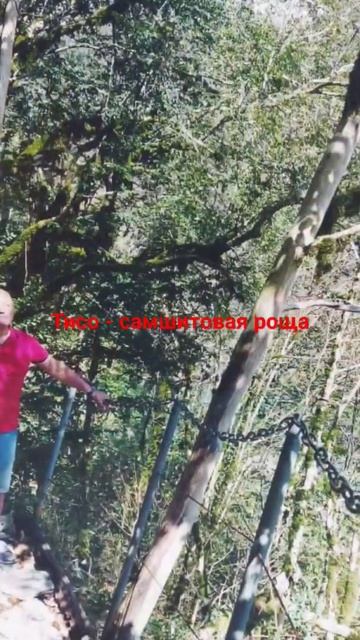 Тисо - самшитовая роща. Отдых на Черноморском побережье. Сочи. смотреть онлайн