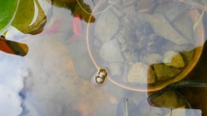 Мои прудовые рыбки-охотницы.