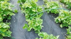 Клубника после града.