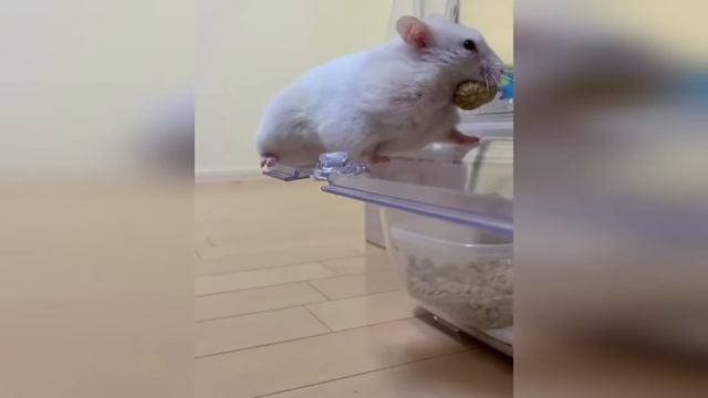 Забавные животные. Подборка видео #13 смотреть онлайн