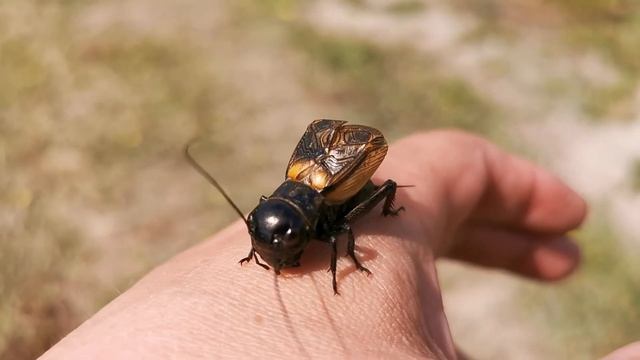 Świerszcz Polny (Gryllus campestris) смотреть онлайн
