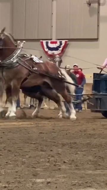 Full pull for Robert #horse #pulls #michiganstateuniversity #belgian #drafthorses смотреть онлайн
