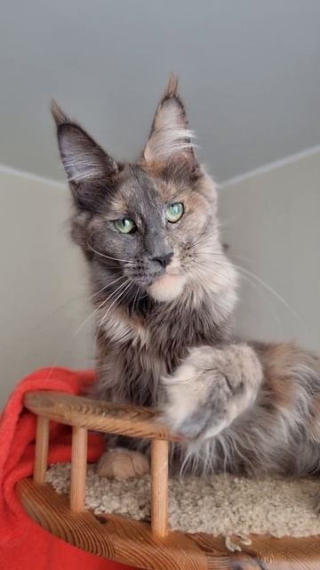 кошка мейн кун из питомника Страна Гулливеров, gulliver-coon.ru смотреть онлайн